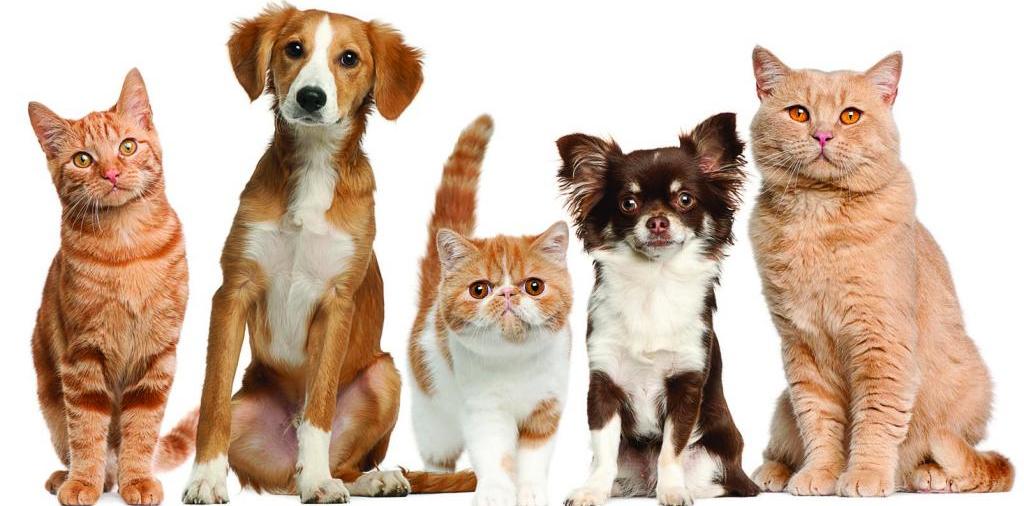Доска объявлений о животных | ЗооТом - продажа, вязка и услуги для животных в Прохладном