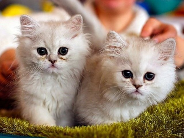 Породы кошек в Прохладном | ЗооТом портал о животных