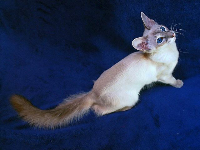 Выведенные породы кошек в Прохладном | ЗооТом портал о животных