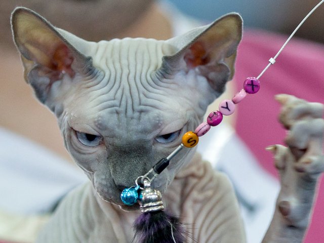 Выставки кошек в Прохладном | ЗооТом портал о животных