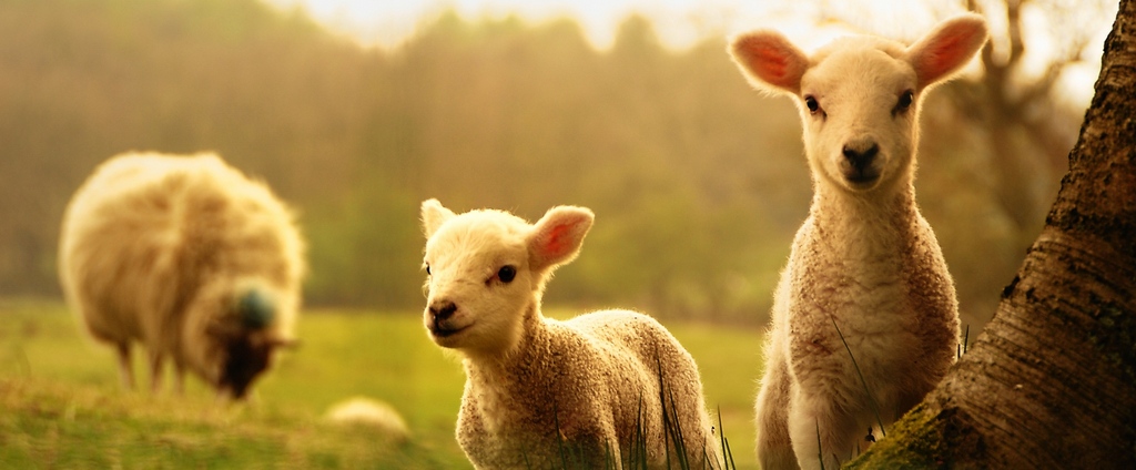 Объявления о сельскохозяйственных животных | ЗооТом - продажа, вязка и услуги для животных в Прохладном