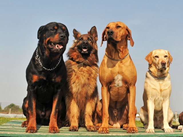 Крупные породы собак в Прохладном | ЗооТом портал о животных